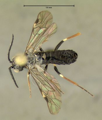 Media type: image;   Entomology 623208 Aspect: habitus dorsal view